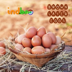 Cage Free Indbro Brown Eggs 30 Pack